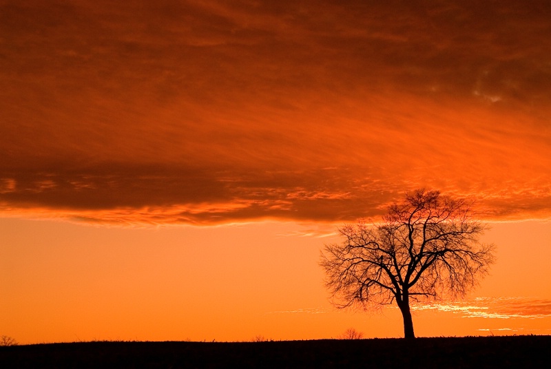 Monocacy Tree