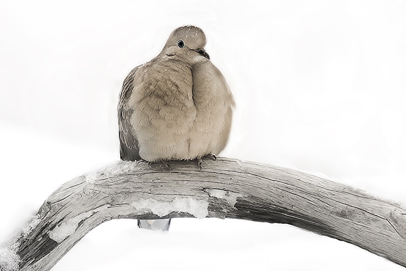 Mourning Dove