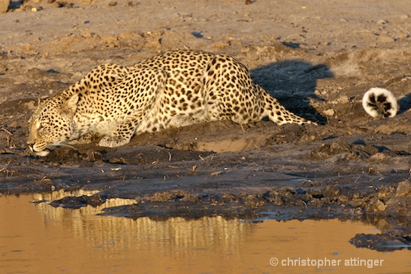  BOB_0070 - leopard drinking at dusk