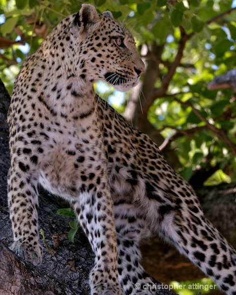  BOB_0266 - leopard standing in tree