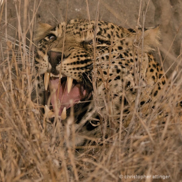 DSC_4407 - male leopard snarling in high grass
