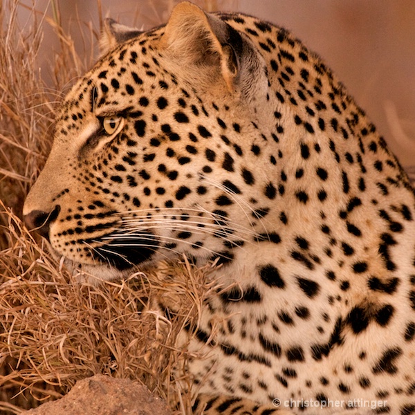 DSC_4441 - male leopard in high grass