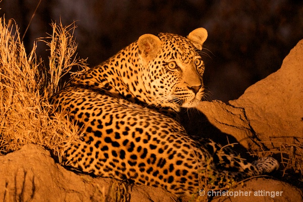 DSC_4481 - male leopard on termite mound at night