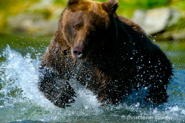 DSC_0064 - Brown bear fishing