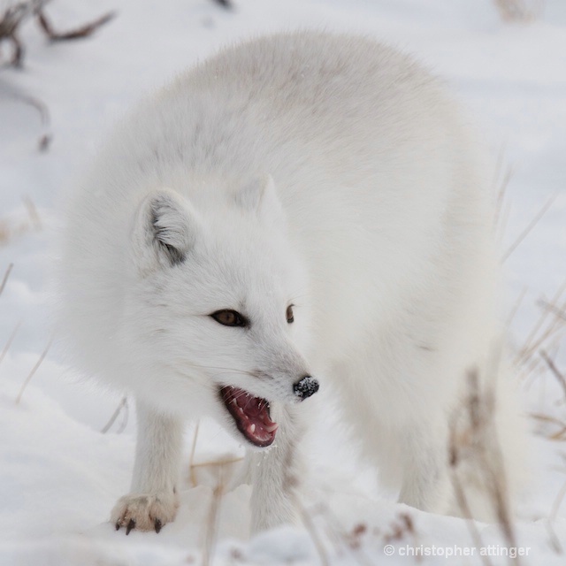 DSC_8378 - arctic fox with open mouth