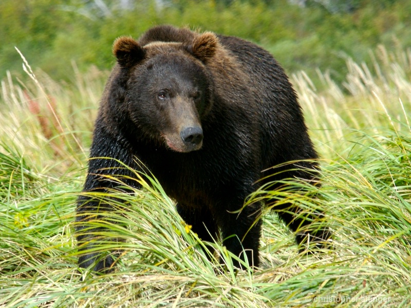 DSC_ 0072 - Male brown bear in grass