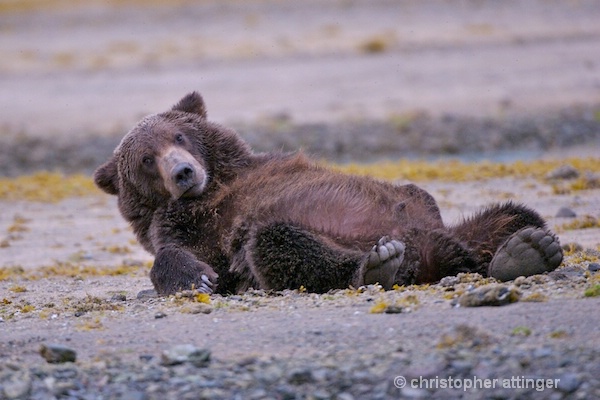 DSC_0038 series #1:  2 yr. brown bear stretching 