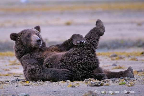 DSC_0040 series #2:  2 yr. brown bear stretching 