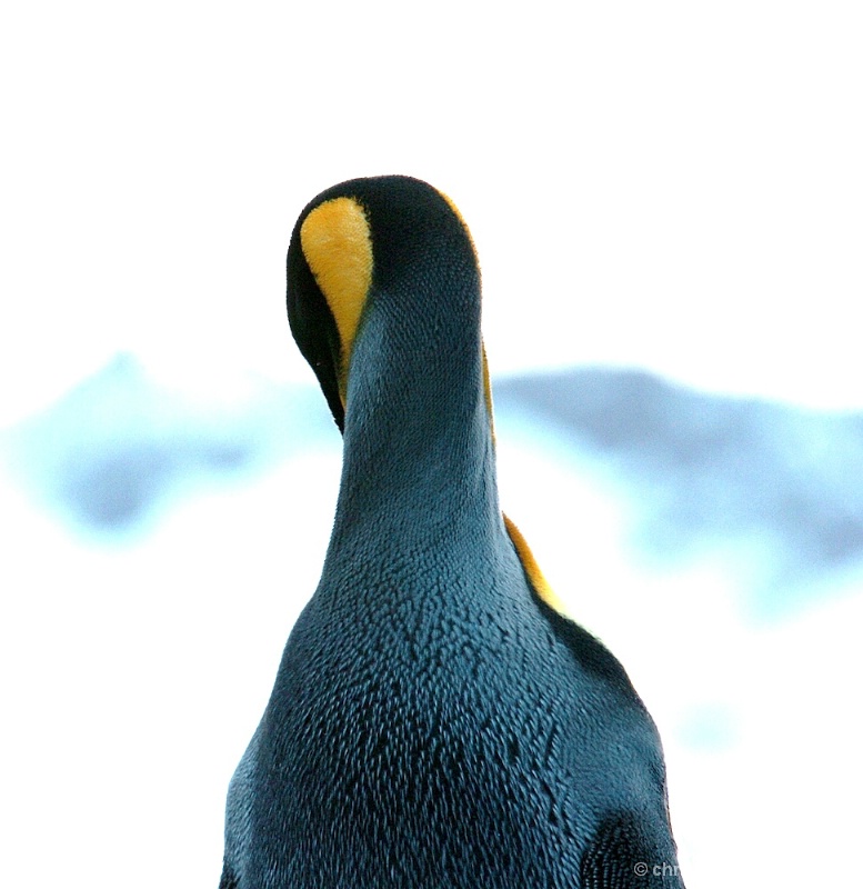 King penguin silhouette 