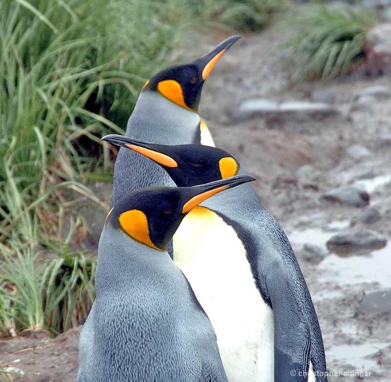  Three king penguins in line