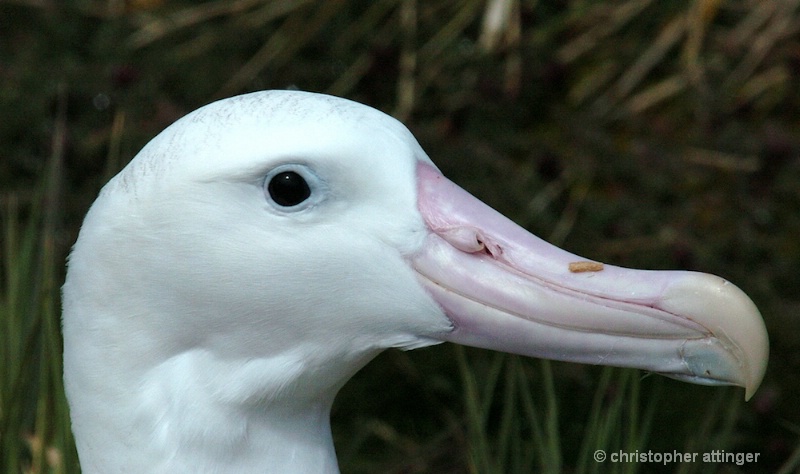 Wandering albatross head
