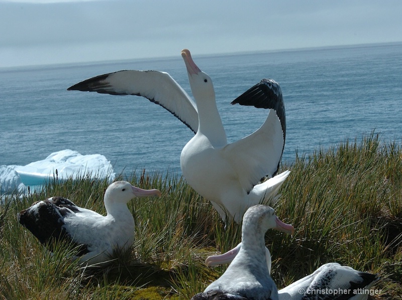 Wandering albatross male displaying (1)