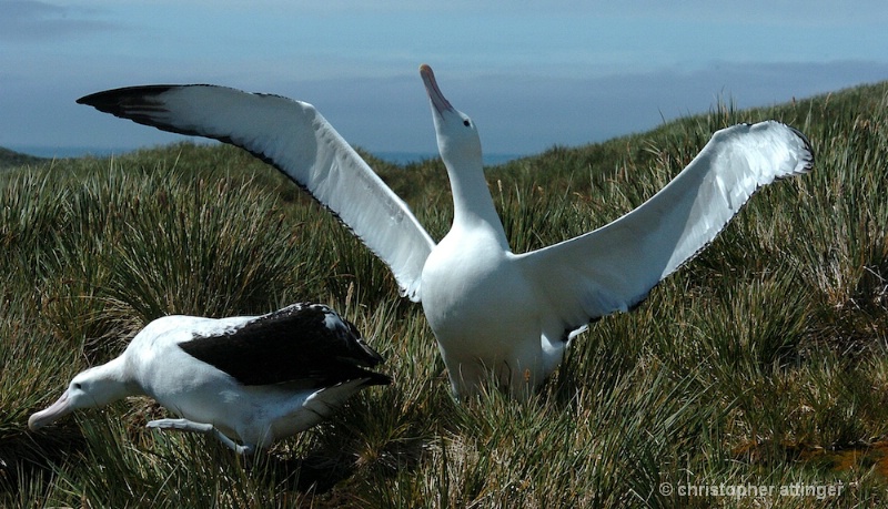Wandering albatross male displaying (2)