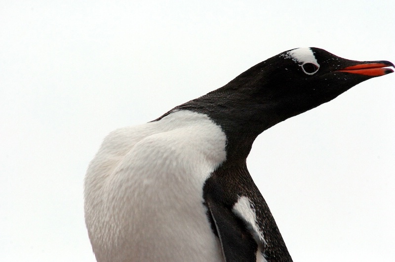 Gentoo penguin  with head turned