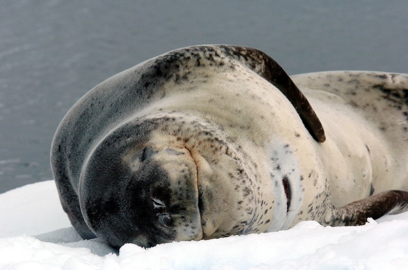 Leopard  seal resting on ice flow