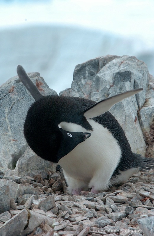 Adelaid penguin bowing