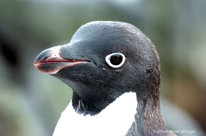 Adelaid penguin head