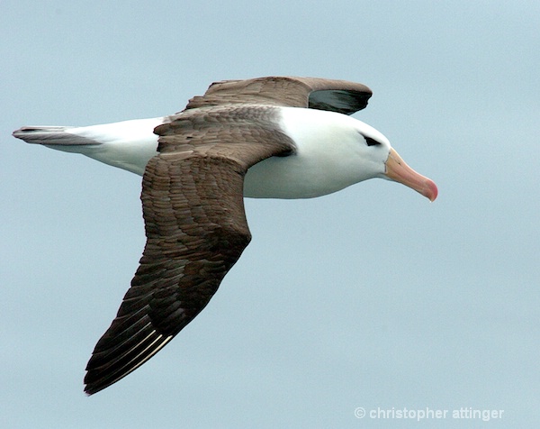 black brown albatross flying
