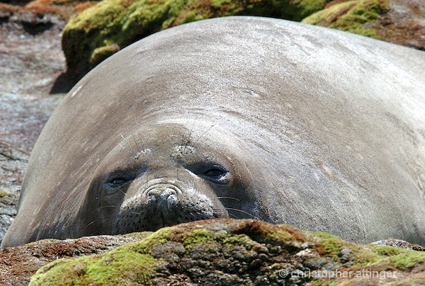 elephant seal basking