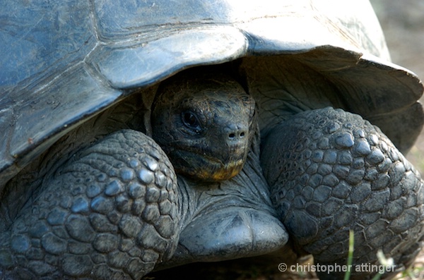 _DSC0262: giant tortoise