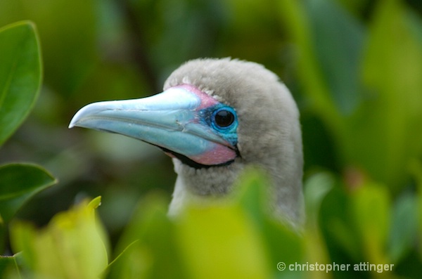 _DSC0037: red footed booby