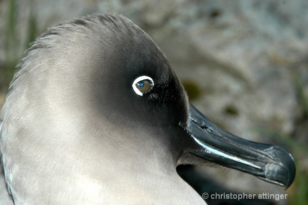 sooty albatross head