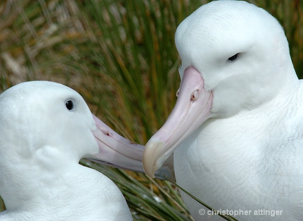 DSC_0073 wandering albatross pair