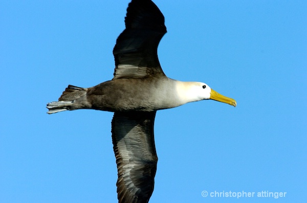 _DSC0258 waved albatross flying