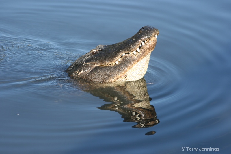 Gator With A Smile!