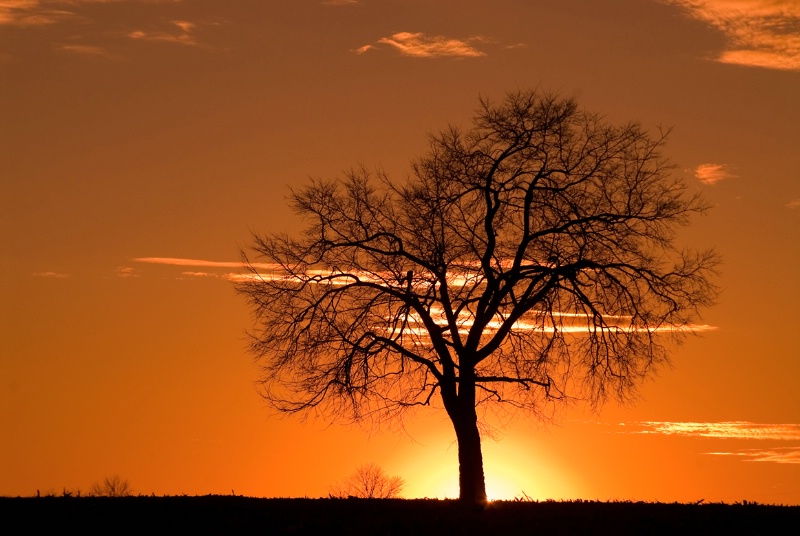Monocacy Sunset Tree