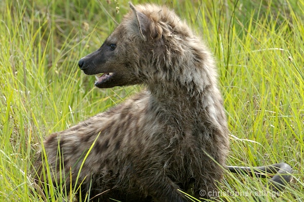  BOA0141 Turned hyena head