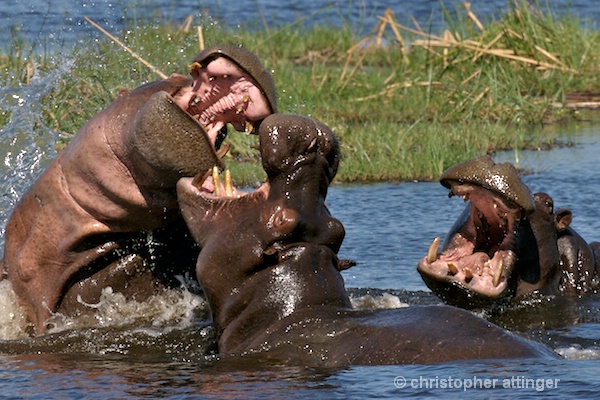 _BOB0002 3 hippopotami fighting