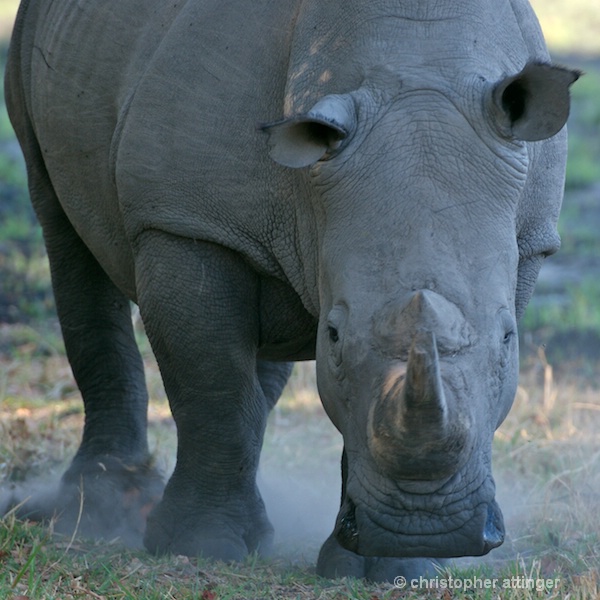 _BOB0018 white rhinoceros frontal view