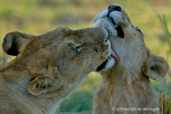 _BOB0057 lioness licking sister