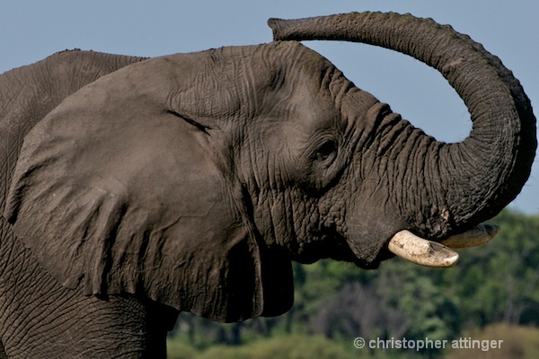 _BOB0093  3 photo series: elephant and trunk #1