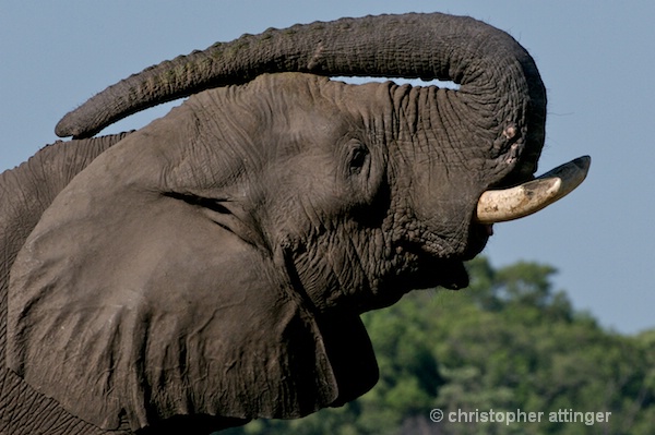 _BOB0095  3 photo series: elephant and trunk #2