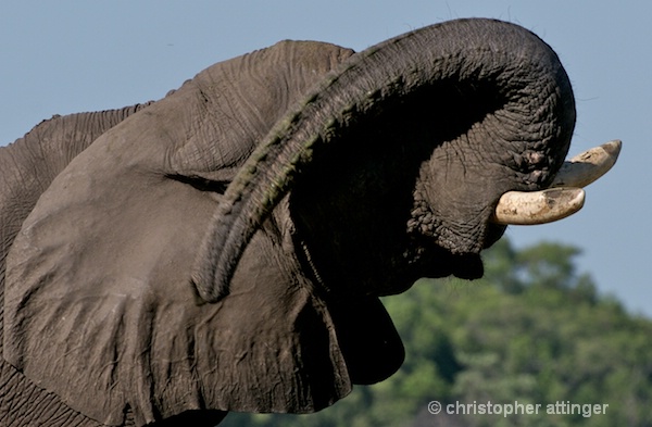 _BOB0096 3 photo series: elephant and trunk #3