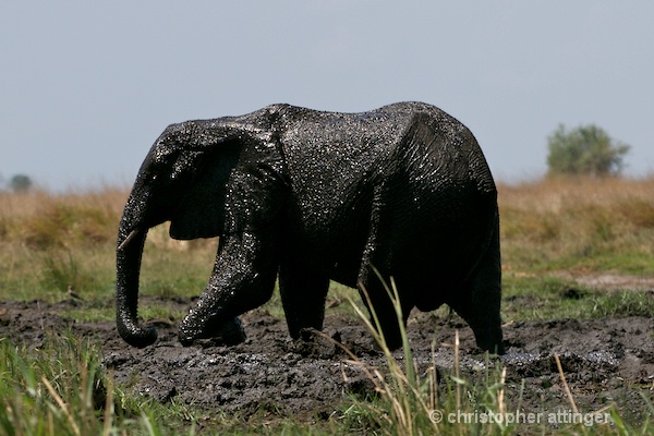 _BOB0098 elephant bathing in mud