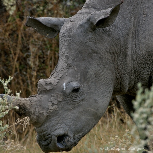 _BOB0122 head of rhinoceros