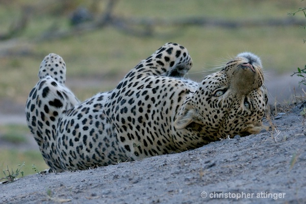 _BOB0188 Male leopard rolling on termite mound