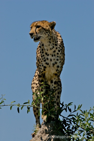  BOB_0214 Cheetah on termite mound