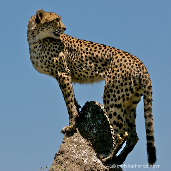 BOB_0247 Cheetah on termite mound