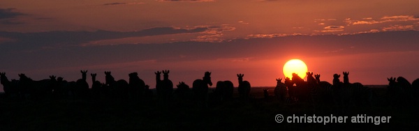 _BOB0276 Dazzle of zebras at sunset