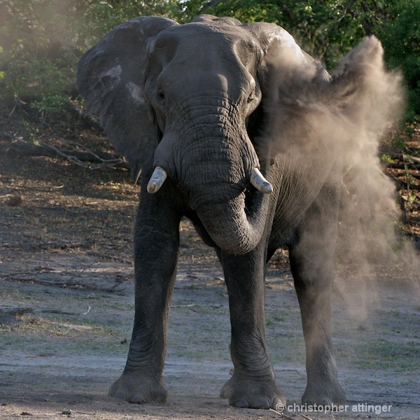_BOB0365 elephant dusting itself