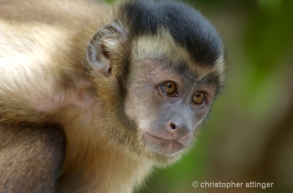 DSC_6004 capucin monkey  guyanna 