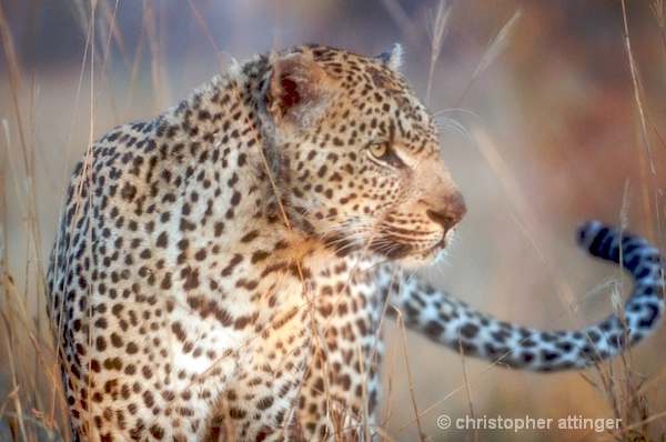 DSC_2792 - Leopard at dawn
