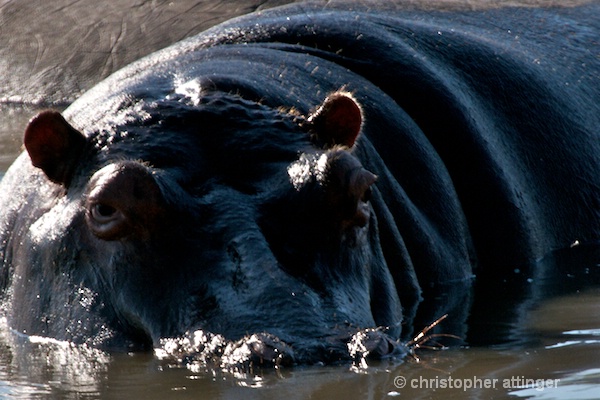 DSC_3469 - Hippopotamus