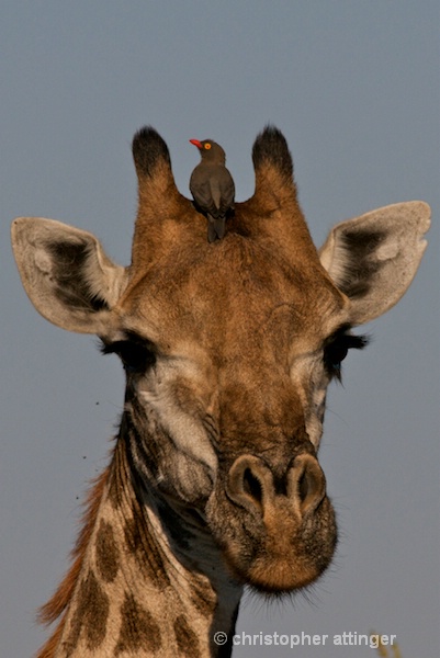 DSC_3532 - Frontal giraffe with oxpecker