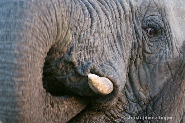 DSC_3719 - Elephant face close up