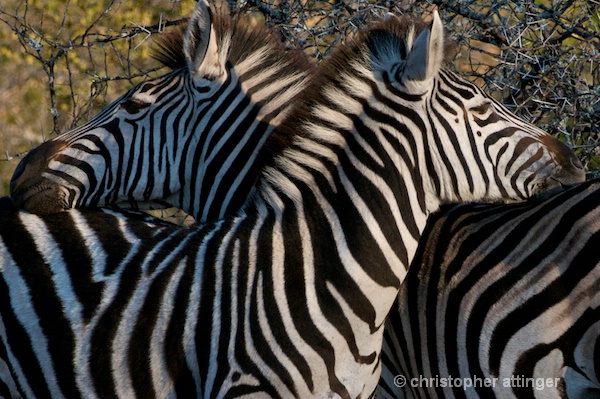 DSC_3646 - 2 zebras crossing heads